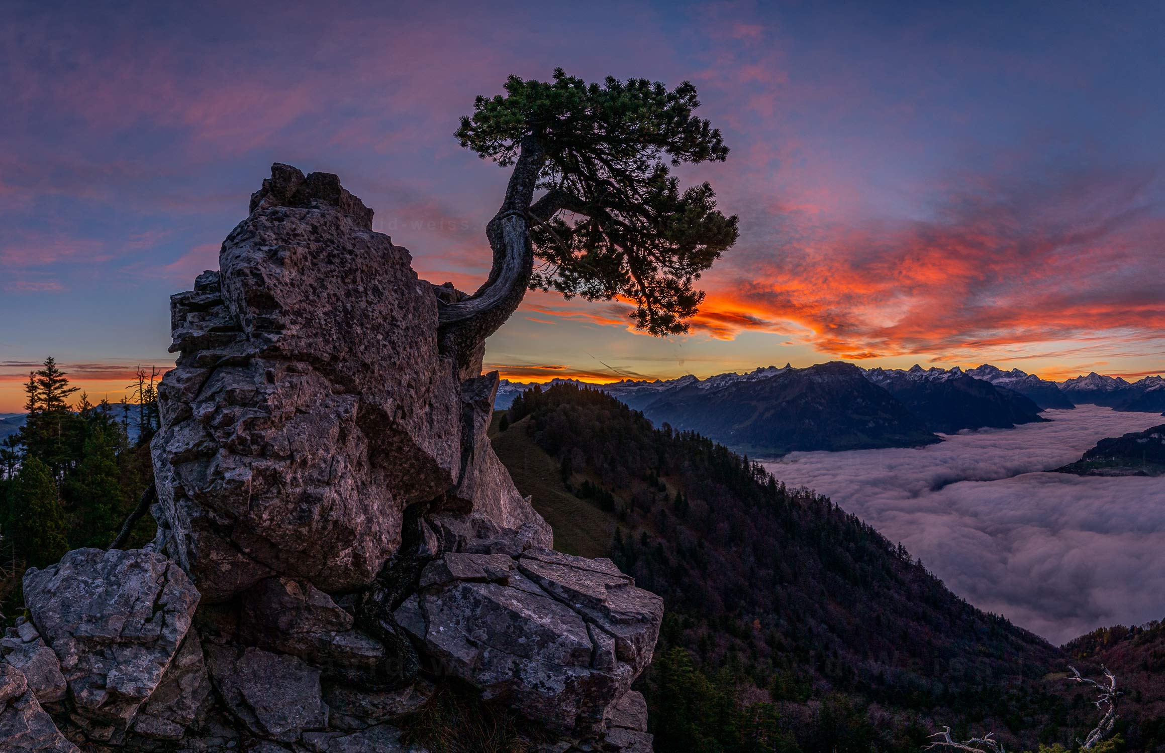 Baumwelten_25 Föhre im Morgenrot über dem Nebelmeer.
